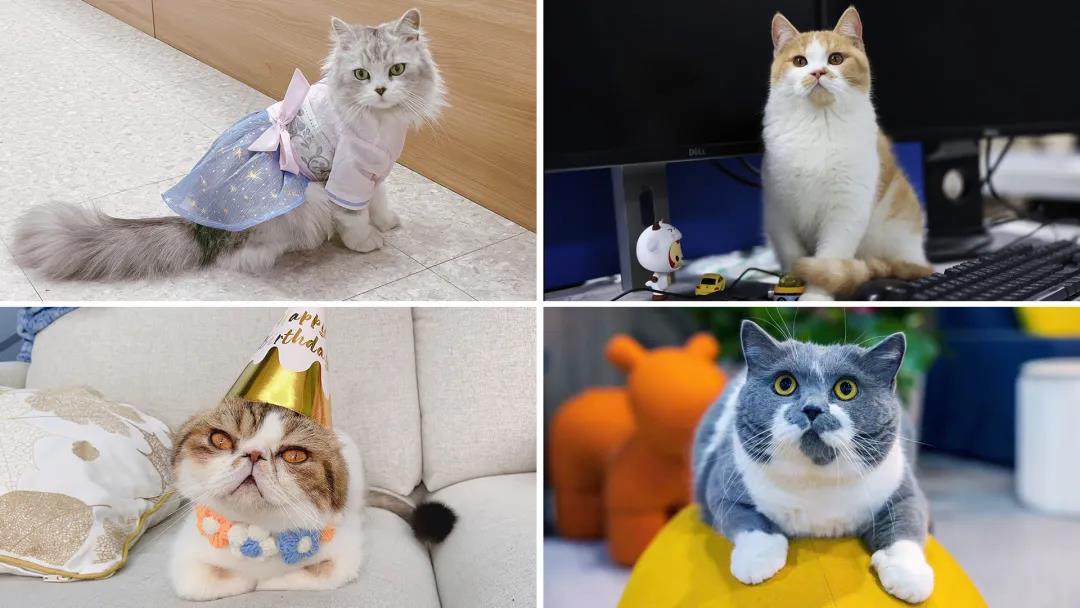 梅卡曼德2022校招 | 高速成長C輪獨角獸企業,邀你一起玩轉AI+機器人! 梅卡曼德2022校招 | 高速成長C輪獨角獸企業,邀你一起玩轉AI+機器人!